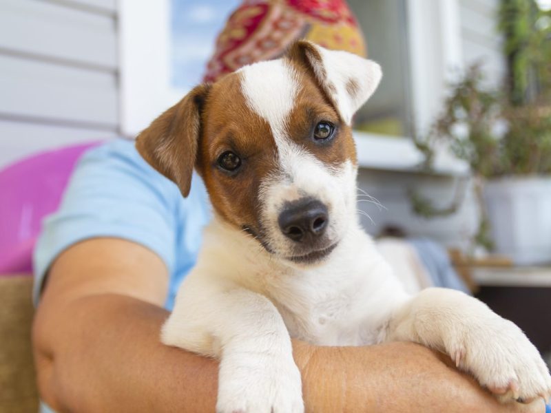 Tierheim Berlin Hund