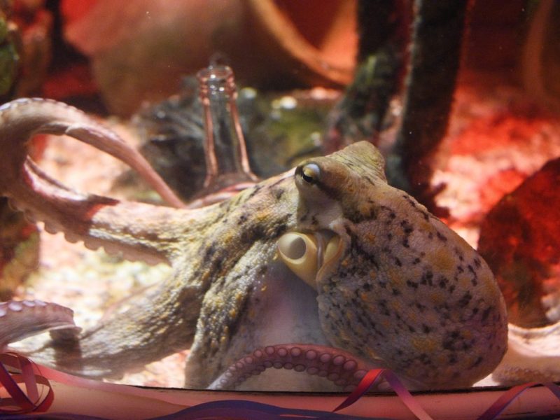Sea Life Berlin