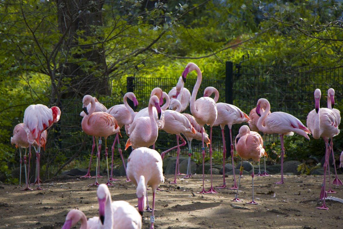 Zoo Berlin