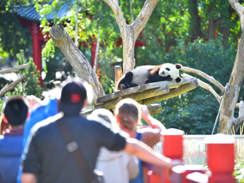 Panda und Besucher im Zoo Berlin