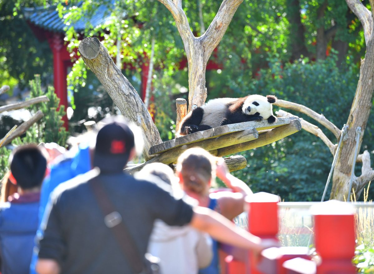 Panda und Besucher im Zoo Berlin