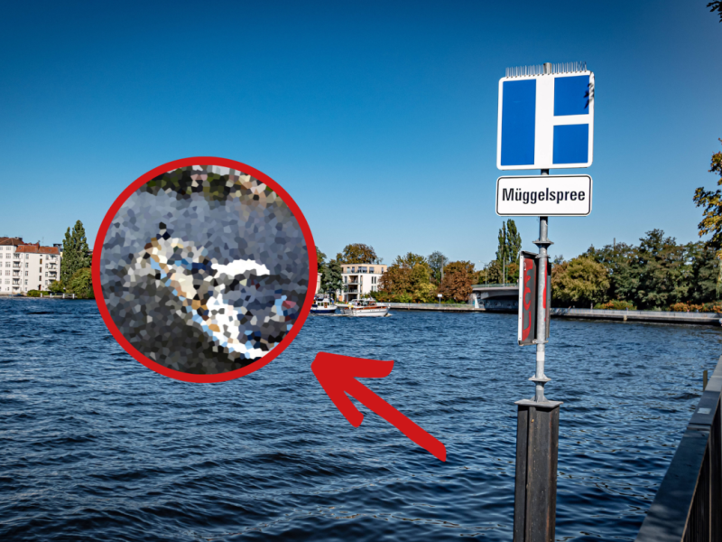 Die Elsa war lange nicht mehr bei den Anwohnern der Müggelspree