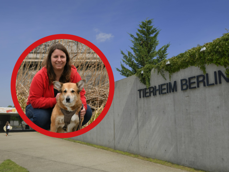 Tierheim Berlin