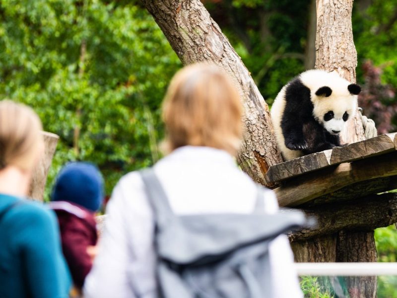 Zoo und Tierpark Berlin
