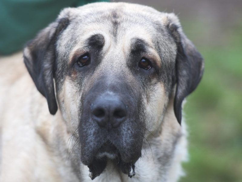 Hund aus dem Tierheim Berlin