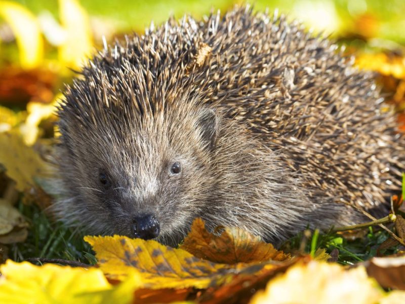 Berlin: Frau findet Igel im Garten und bittet um Hilfe – „Dem geht’s nicht gut“