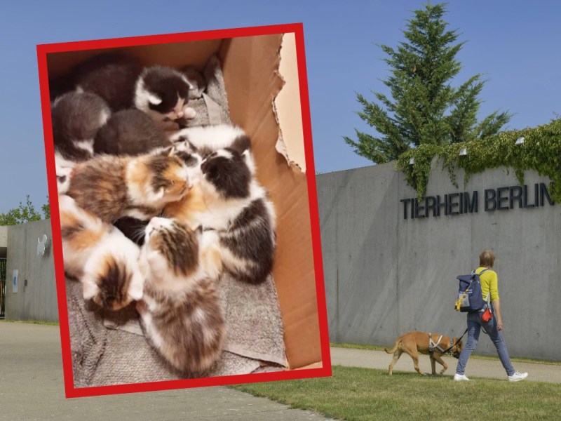 Tierheim Berlin
