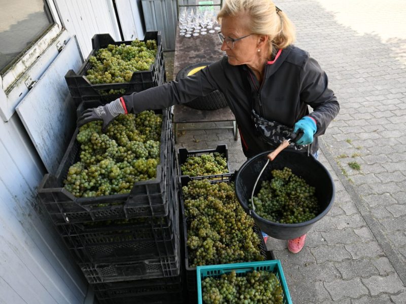 Weinlese auf dem Berliner Kreuzberg