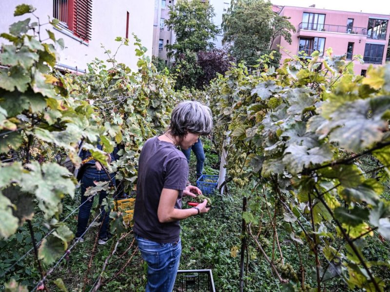 Weinlese auf dem Berliner Kreuzberg