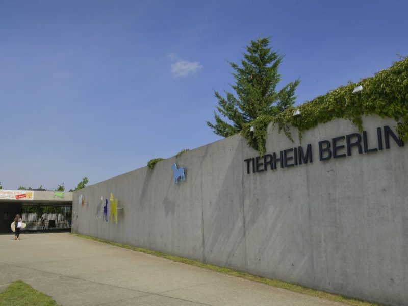 Tierheim Berlin