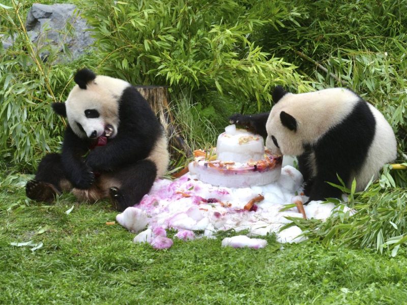 Zoo Berlin: Nach Verlust von Pit und Paule – besteht Hoffnung auf neue Panda-Babys?