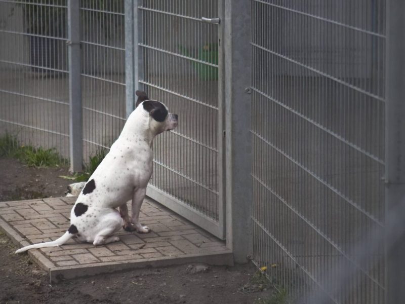 Tierheim Berlin