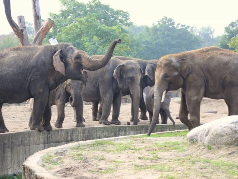Zoo und Tierpark Berlin