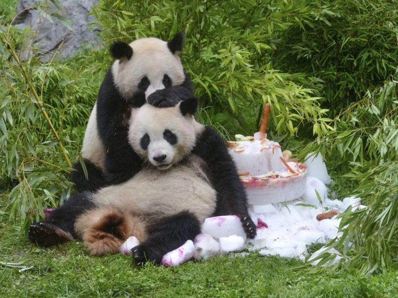 Pit und Paule noch im Zoo Berlin.