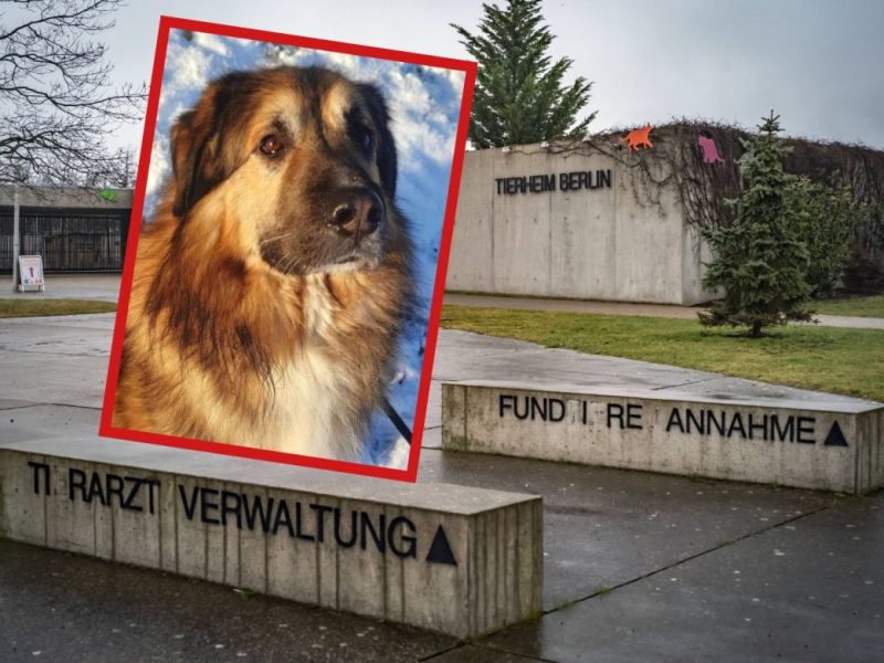 Tierheim Berlin