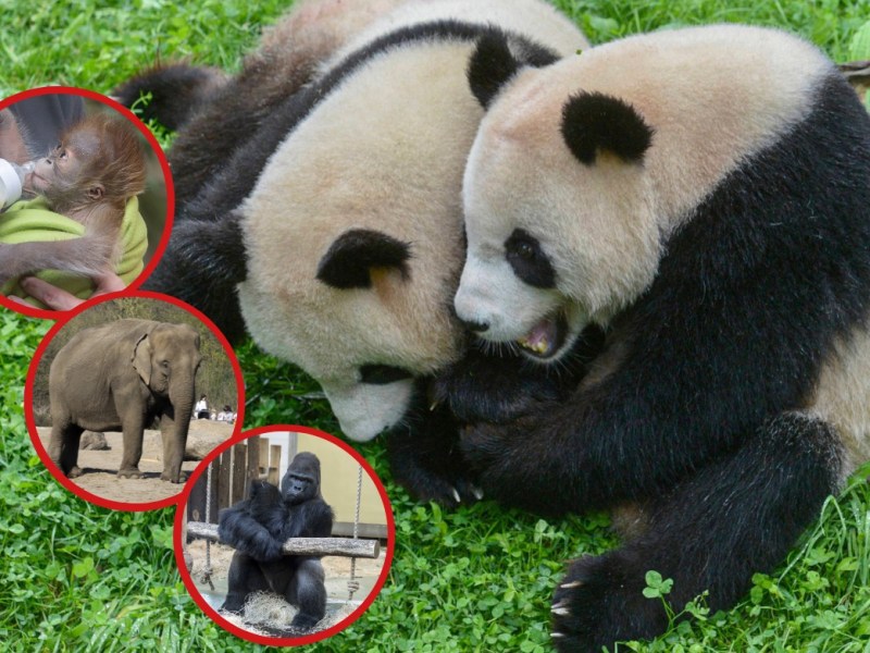 Zoo Berlin Tierpark