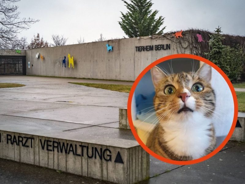 Tierheim Berlin