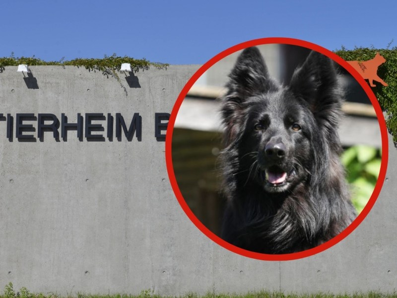 Tierheim Berlin
