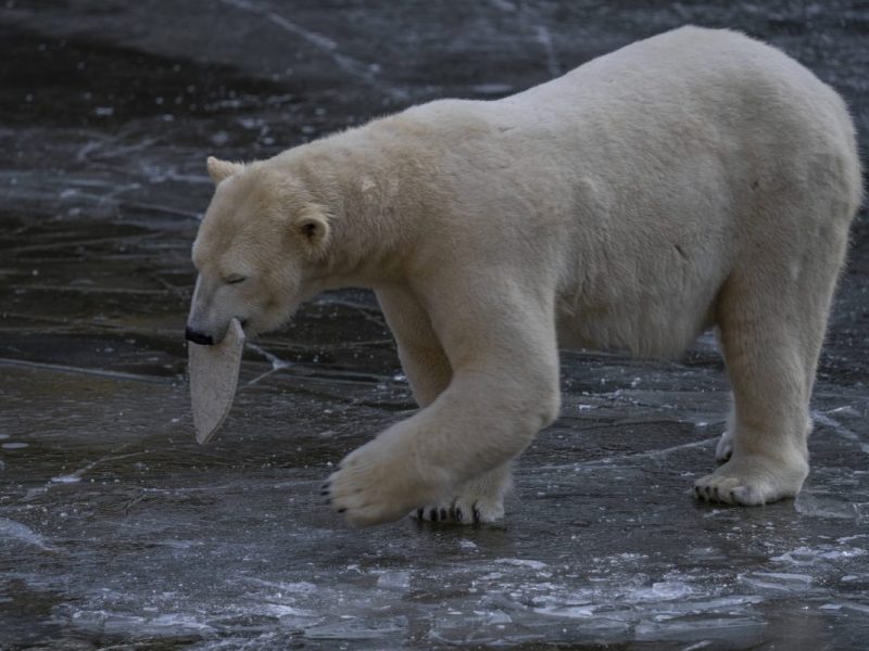 Zoo und Tierpark Berlin