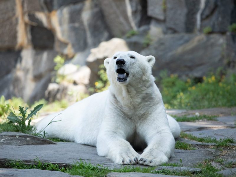 Zoo Berlin