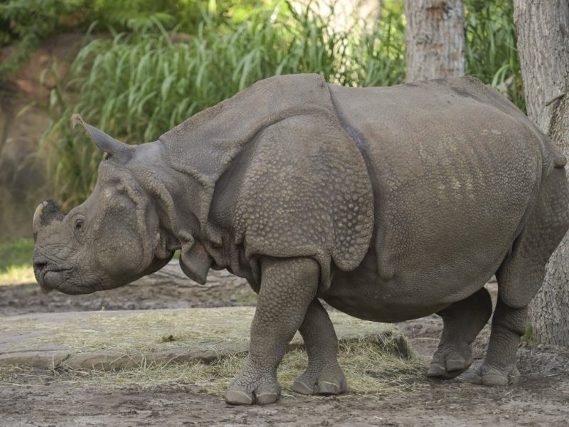 Zoo Berlin