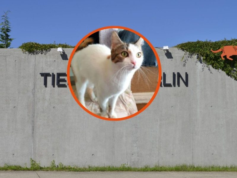 Tierheim Berlin