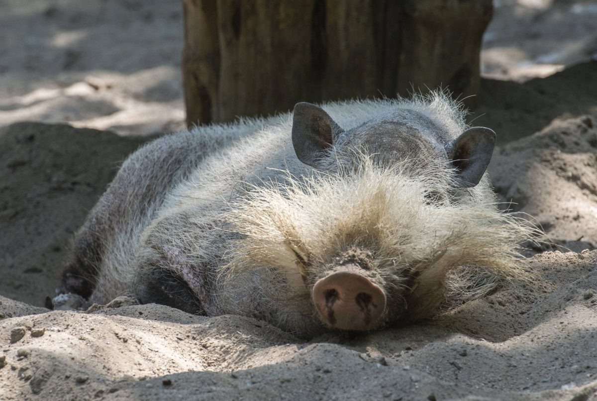 Zoo Berlin