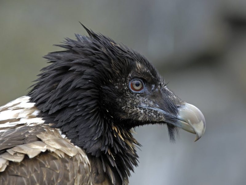Tierpark Berlin