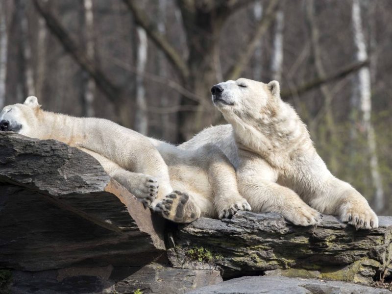 Tierpark Berlin