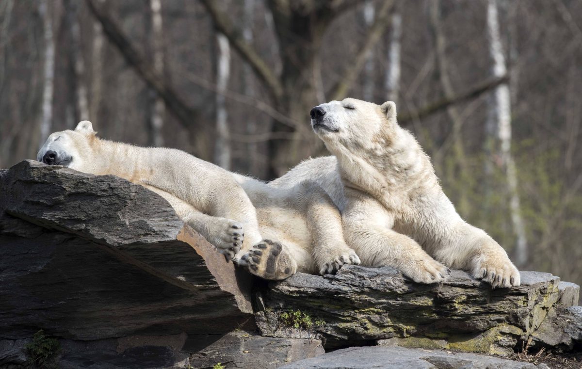 Tierpark Berlin