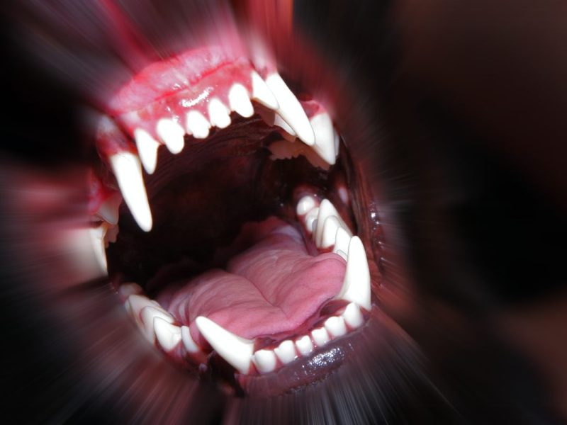 Hunde-Attacken