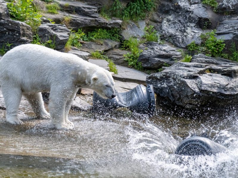 Zoo und Tierpark Berlin