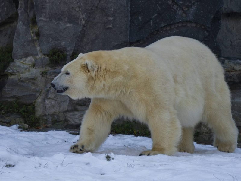 Tierpark Berlin