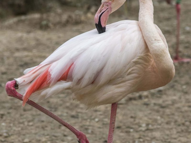 Zoo Berlin