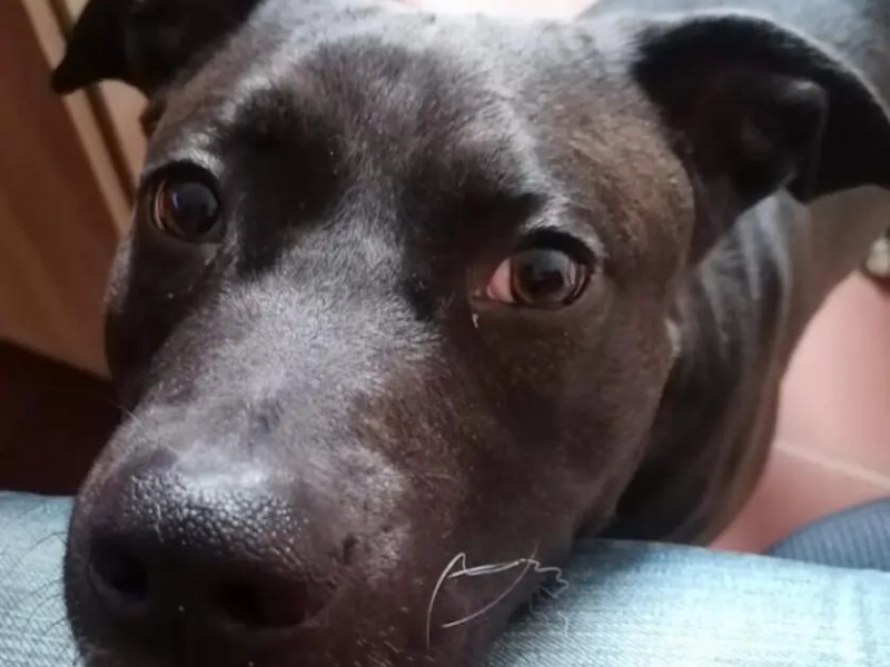 Das Tierheim Berlin sucht nach einem neuen zuhause für Buddy.