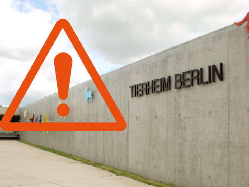 Tierheim Berlin