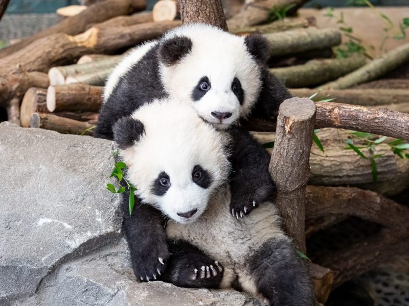 Zoo Berlin