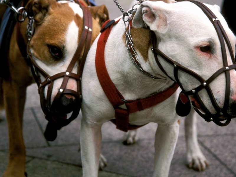 Hunde