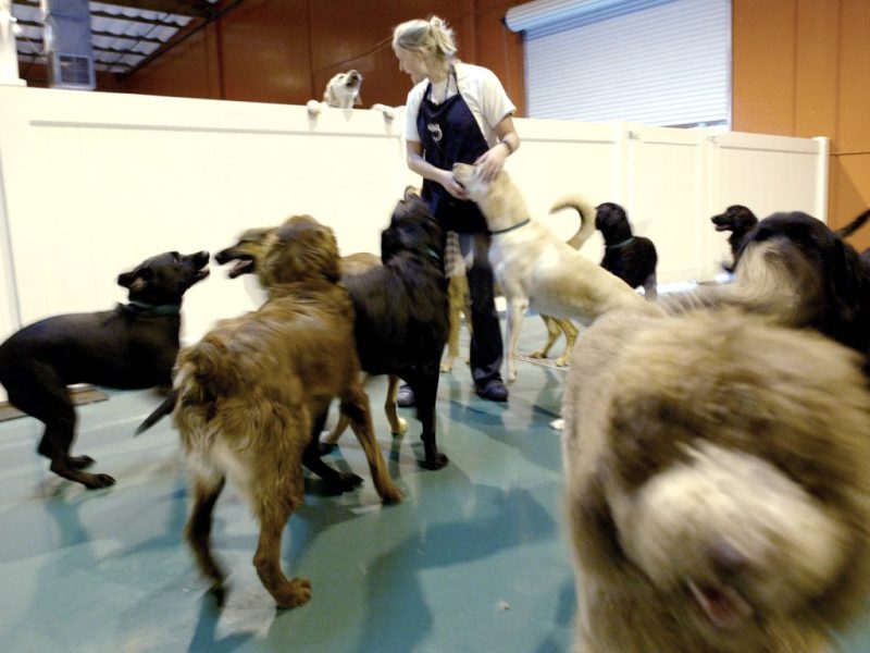 Tierheim in Berlin