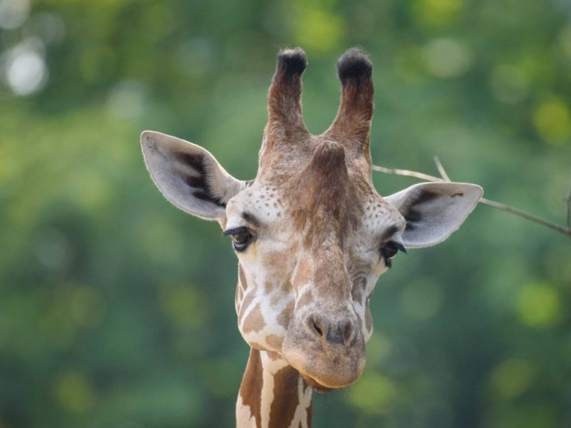 Tierpark Berlin