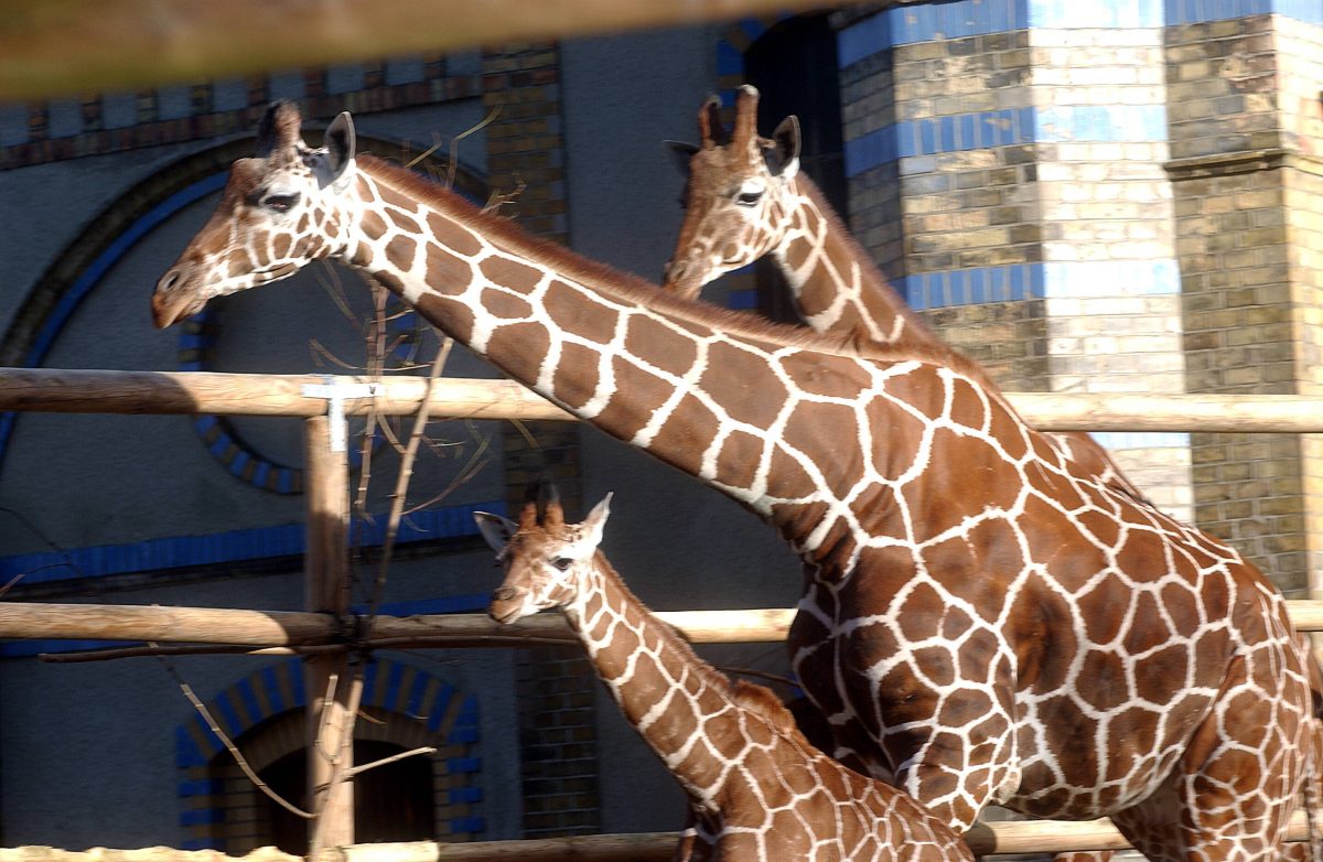 Zoo Berlin