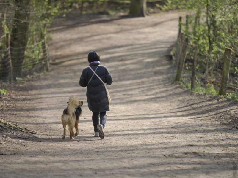 Hunde in Berlin