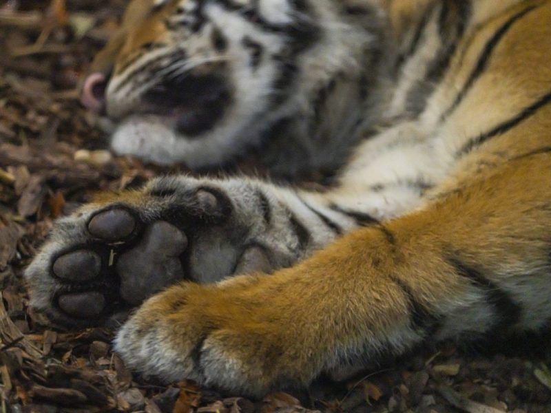 Tierpark Berlin