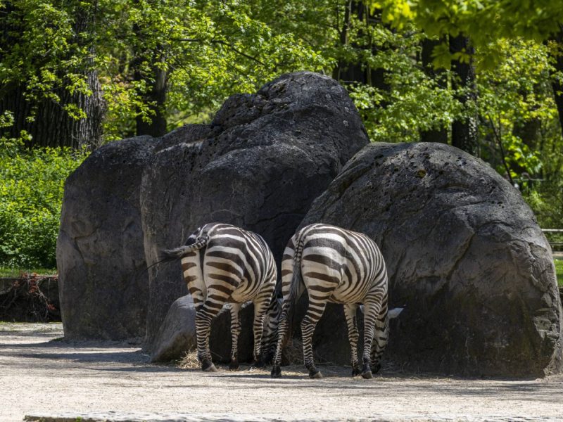 Tierpark Berlin