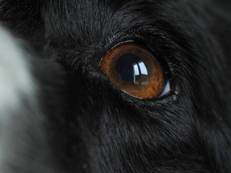Hund