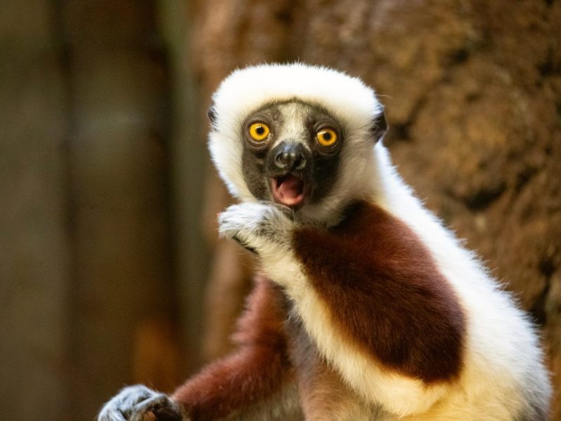 Zoo Berlin