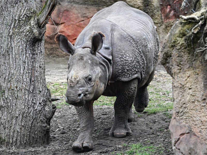 Zoo Berlin