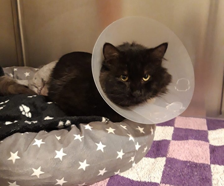 Kater Findus wird im Tierheim in Berlin-Falkensee versorgt.