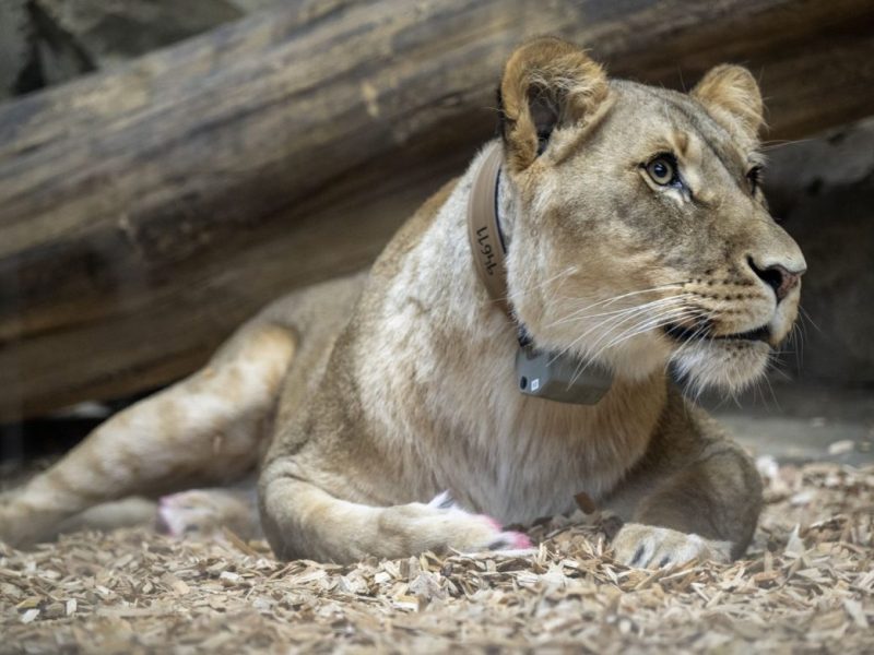 Zoo Berlin