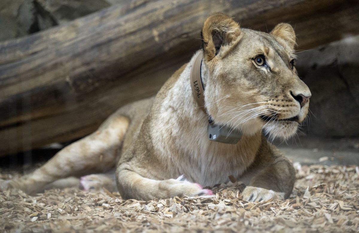 Zoo Berlin